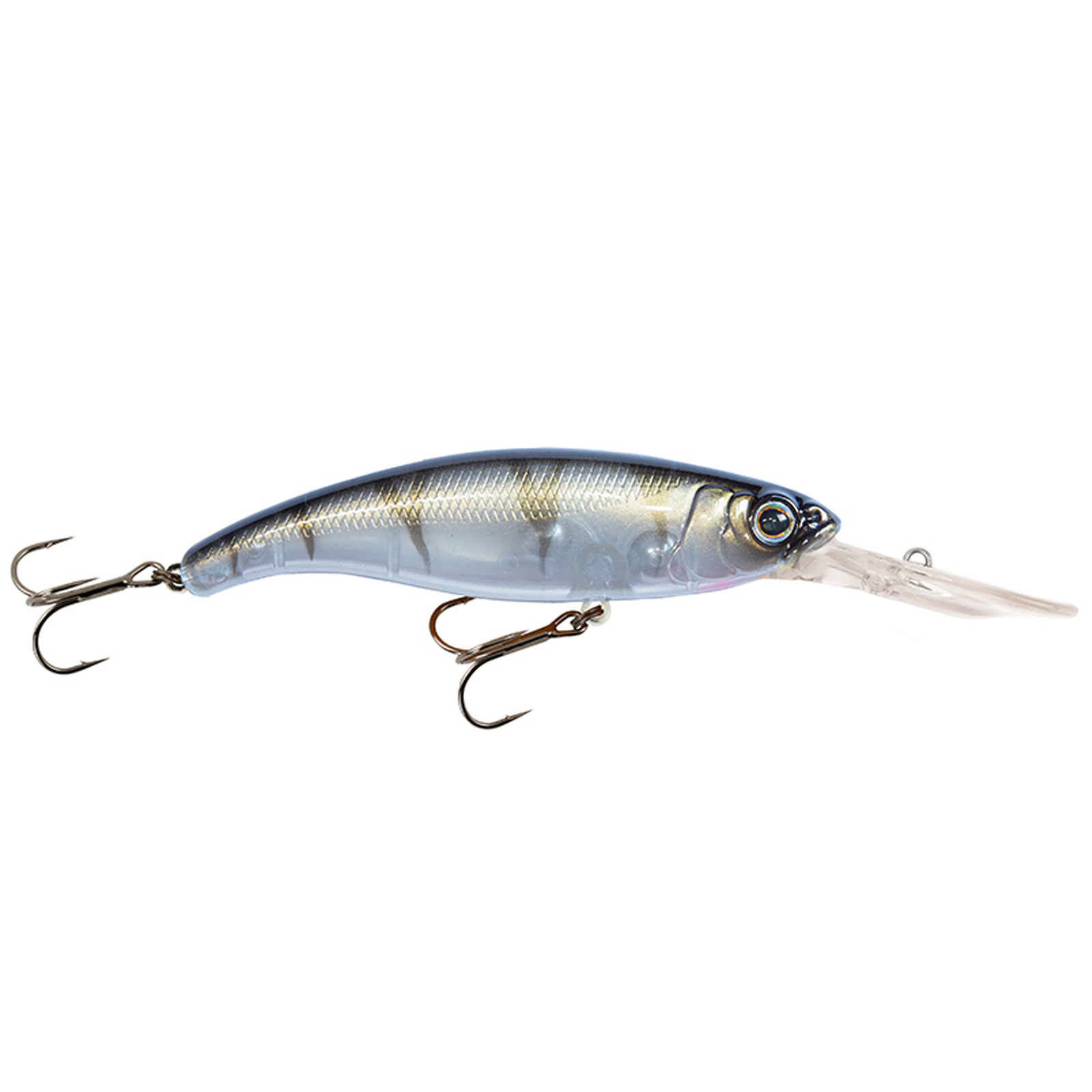 UV Striped Shiner