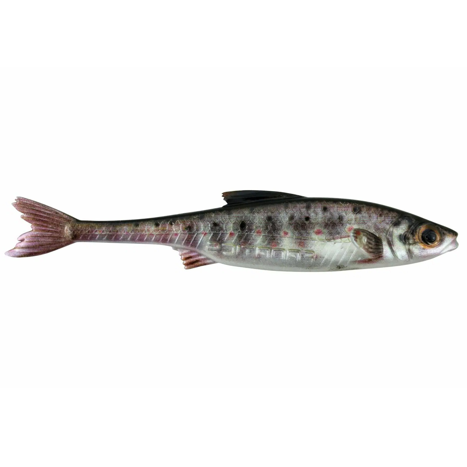 Trout Juvenile