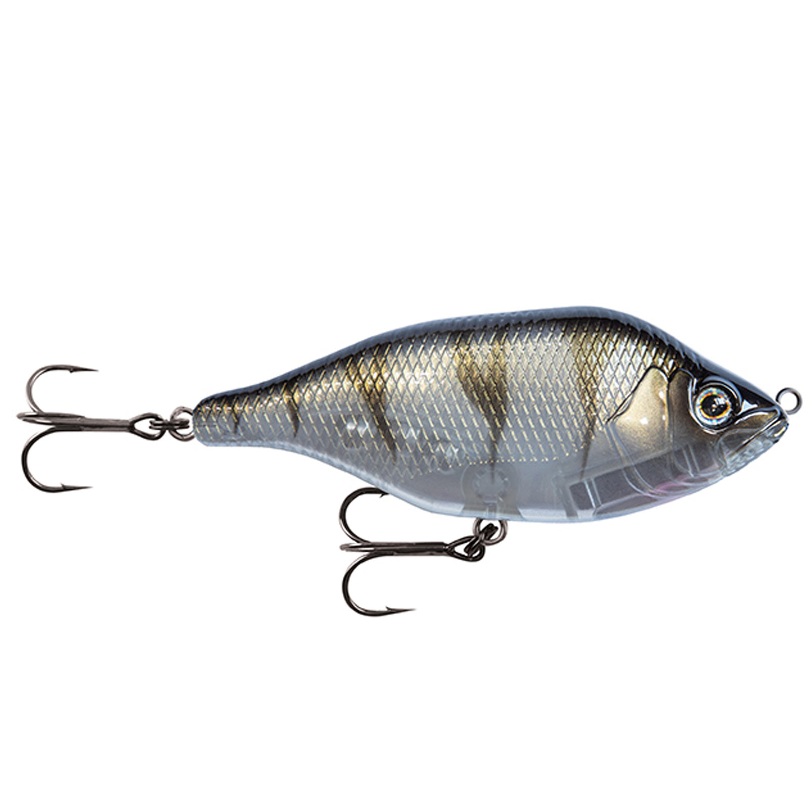 UV Striped Shiner